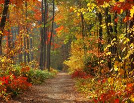 Lais Puzzle - Wald im Herbst - 1.000 Teile