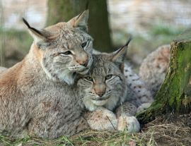 Lais Puzzle - Luchs - 1.000 Teile