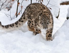 Lais Puzzle - Schneeleopard - 1.000 Teile