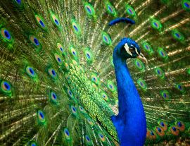 Lais Puzzle - Pfau - 1.000 Teile