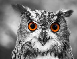 Lais Puzzle - Eule / Uhu - 1.000 Teile