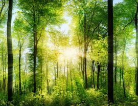 Lais Puzzle - Lichtstrahlen im Wald - 1.000 Teile