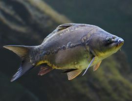 Lais Puzzle - Karpfen - 1.000 Teile