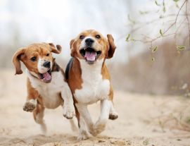 Lais Puzzle - Beagle - 1.000 Teile