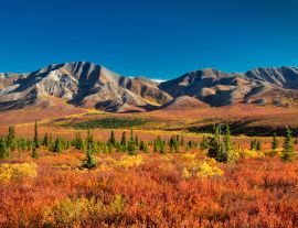 Lais Puzzle - Denali Nationalpark Alaska - 1.000 Teile