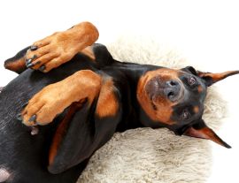 Lais Puzzle - Dobermann - 1.000 Teile