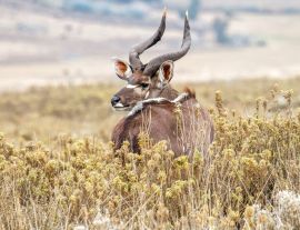 Lais Puzzle - Dominanter männlicher Mountain Nyala im Bale Mountains National Park in Äthiopien - 1.000 Teile
