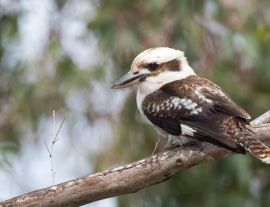 Lais Puzzle - Kookaburra Australien lachender Vogel Porträt - 1.000 Teile