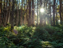 Lais Puzzle - Anordnung der Bäume im Sydney Centennial Park - 1.000 Teile