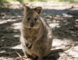 Lais Puzzle - Quokka, Setonix brachyurus, aufgenommen auf Rottnest Island, Westaustralien - 1.000 Teile