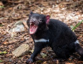 Lais Puzzle - Nahaufnahme eines knurrenden Tasmanischen Teufels - 1.000 Teile