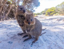Lais Puzzle - Quokka auf der Insel Rottnest bei Perth, Australien - 1.000 Teile