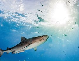 Lais Puzzle - Tigerhai am Tigerstrand, Bahamas - 1.000 Teile