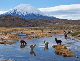 Lais Puzzle - Alpakas grasen in einem Feuchtgebiet, auf Spanisch bofedal genannt, am Fuße des schneebedeckten Vulkans Parinacota, 6324 m hoch, im Altiplano von Nordchile - 1.000 Teile