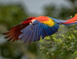 Lais Puzzle - Scharlach-Ara in Costa Rica - 1.000 Teile