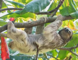 Lais Puzzle - Braunkehliges Dreizehenfaultier im Regenwald von Costa Rica - 1.000 Teile