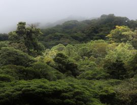 Lais Puzzle - Die Landschaft des Monteverde-Regenwaldes, Costa Rica - 1.000 Teile