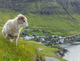 Lais Puzzle - Wildtiere auf den Färöer Inseln. Schafe auf der Insel Vagar. Färöer Inseln. Dänemark. Europa - 1.000 Teile