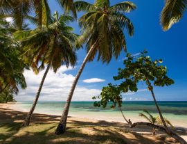 Lais Puzzle - Paradiesischer Strand mit weißem Sand, Palmen und blauem Wasser des Atlantischen Ozeans, Las Terrenas, Samana, Dominikanische Republik - 1.000 Teile