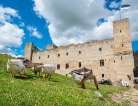 Lais Puzzle - Gänse in einer mittelalterlichen Festung. Rakvere, Estland - 1.000 Teile