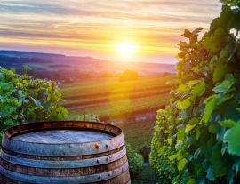 Lais Puzzle - Champagner-Weinberge mit alten Holzfass auf Reihe Rebe grüne Traube in Champagner-Weinberge Hintergrund in der Montagne de Reims - 1.000 Teile