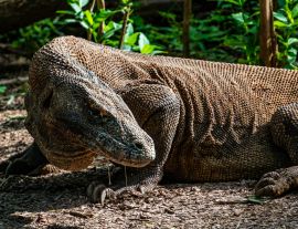 Lais Puzzle - Komodowaran auf der Insel Komodo im Grünen in Indonesien, dem einzigen Ort, an dem sie zu finden sind - 1.000 Teile