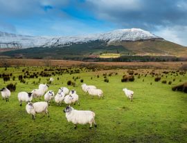 Lais Puzzle - Schafe auf einer grünen Wiese neben einem Berg, Grafschaft Sligo, Irland - 1.000 Teile