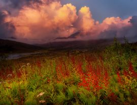 Lais Puzzle - Schöne Aussicht auf wilde Blumen, Bäume und Berge in der kanadischen Natur. Tomstone Territorial Park, Yukon, Kanada - 1.000 Teile