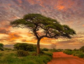 Lais Puzzle - Sonnenuntergang und Sonnenaufgang in dem Nationalpark Tsavo Ost, Tsavo West und Amboseli, Kenia - 1.000 Teile