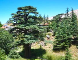 Lais Puzzle - Libanesische Zeder. Cedar of God, in Bsharri gelegen, ist einer der letzten Überreste der riesigen Wälder von Libanon-Zeder, die einst über den Berg Libanon gediehen. Die Zeder ist ein Symbol des Libanon - 1.000 Teile
