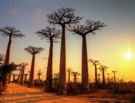 Lais Puzzle - Schöne Baobab-Bäume bei Sonnenuntergang an der Allee der Baobabs in Madagaskar - 1.000 Teile