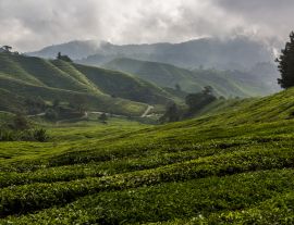 Lais Puzzle - Blick auf eine Teeplantage in den Cameron Highlands, Malaysia - 1.000 Teile