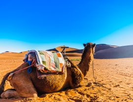 Lais Puzzle - Kamel vor Sanddünen in der Wüste Sahara in der Nähe von Mhamid - Marokko - 1.000 Teile