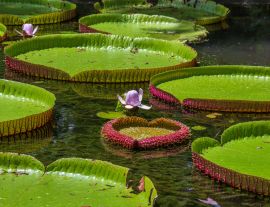 Lais Puzzle - Riesige Seerose im botanischen Garten auf der Insel Mauritius . Victoria amazonica, Victoria regia - 1.000 Teile