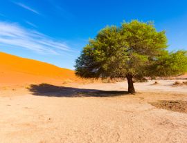 Lais Puzzle - Sossusvlei Namibia, landschaftlich reizvolle Tonsalzebene mit geflochtenen Akazienbäumen und majestätischen Sanddünen. Namib Naukluft National Park - 1.000 Teile