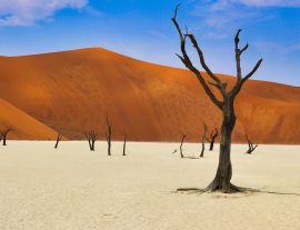 Lais Puzzle - Totes Vlei (Namib-Naukluft Park) - Namibia Afrika - 1.000 Teile