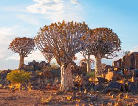 Lais Puzzle - Sonnenaufgang im Köcherbaumwald bei Keetmanshoop, Namibia - 1.000 Teile