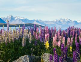 Lais Puzzle - Neuseeländische Lupinen im Frühling - 1.000 Teile