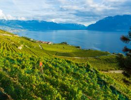Lais Puzzle - Lavaux, Schweiz: Genfersee und Schweizer Alpenlandschaft von den Weinbergterrassen des Lavaux im Kanton Waadt aus gesehen - 1.000 Teile