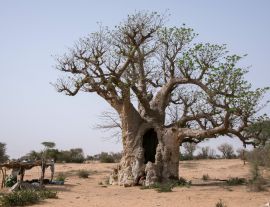 Lais Puzzle - Affenbrotbaum im Inneren des Senegal - 1.000 Teile