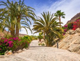 Lais Puzzle - Tropische Fauna auf der Insel Gran Canaria - 1.000 Teile