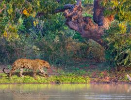 Lais Puzzle - Asiatischer Leopard, auf Lateinisch Panthera pardus kotiya, in Yala, Sri Lanka - 1.000 Teile
