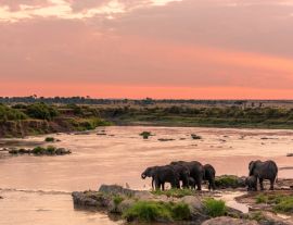 Lais Puzzle - Afrikanischer Busch-Elefant oder Afrikanischer Elefant (Loxodonta africana) beim Überqueren des Mara-Flusses. Serengeti-Nationalpark. Tansania - 1.000 Teile