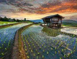 Lais Puzzle - Reisterrasse Reisfeld in Thailand, Pa-pong-peang Reisterrasse Nordthailand - 1.000 Teile