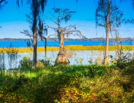 Lais Puzzle - Eine Sumpfzypresse entlang des Ufers des Lake Louisa in Florida - 1.000 Teile