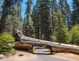 Lais Puzzle - Schöne Aufnahme einer Person, die an der Spitze eines Tunnelblocks im Sequoia National Park, Kalifornien, steht - 1.000 Teile