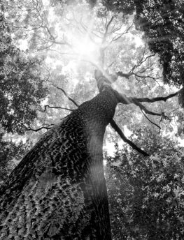 Lais Puzzle - Baum von unten in schwarz weiß - 1.000 Teile