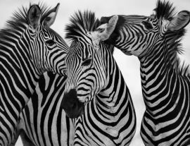 Lais Puzzle - Zebras in schwarz weiß - 1.000 Teile