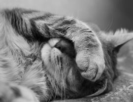 Lais Puzzle - schlafende Katze in schwarz weiß - 1.000 Teile