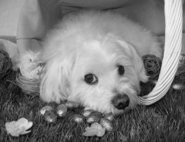 Lais Puzzle - Malteser in schwarz weiß - 1.000 Teile